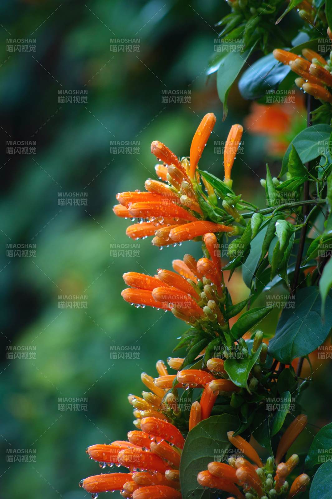 橙色花簇滴露~图片