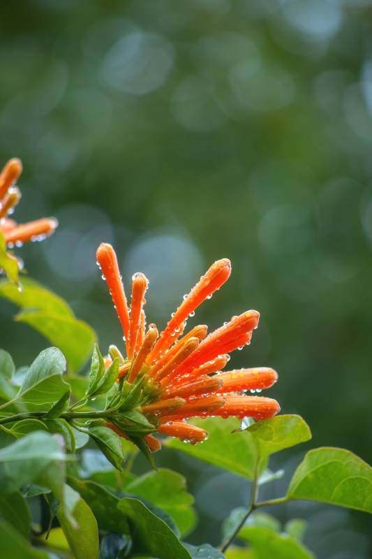 橙花滴露 绿叶相伴图片