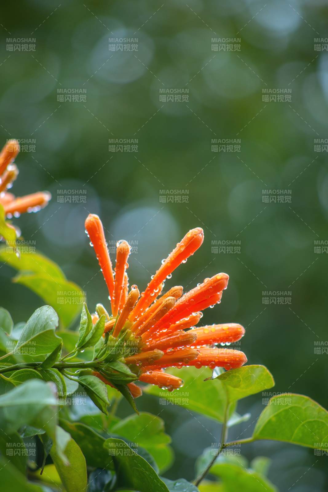 橙花滴露 绿叶相伴图片