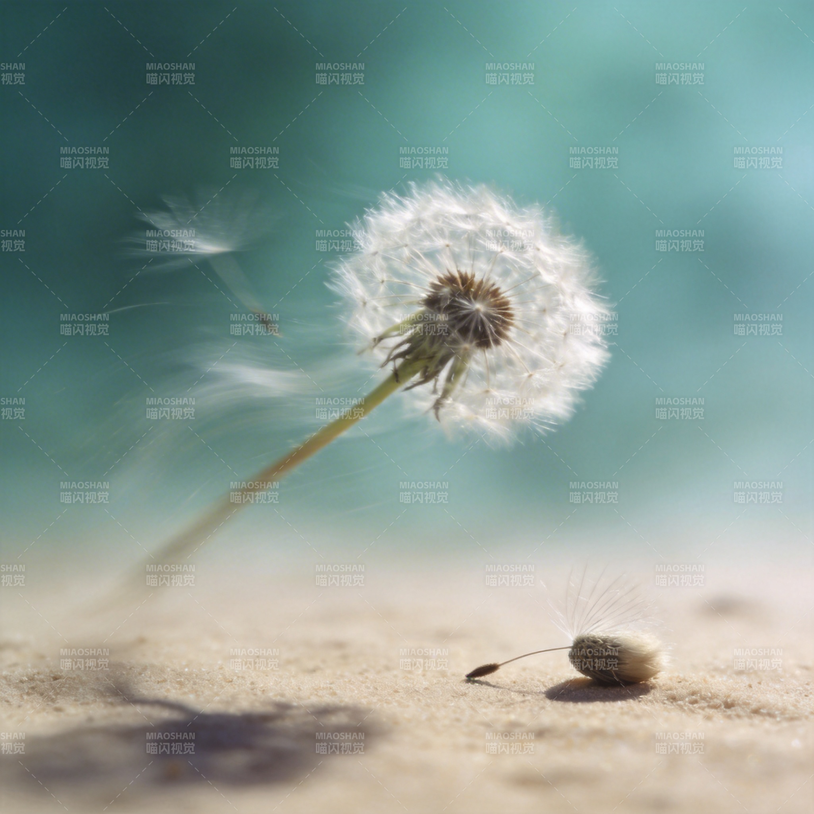 蒲公英随风飘散图片