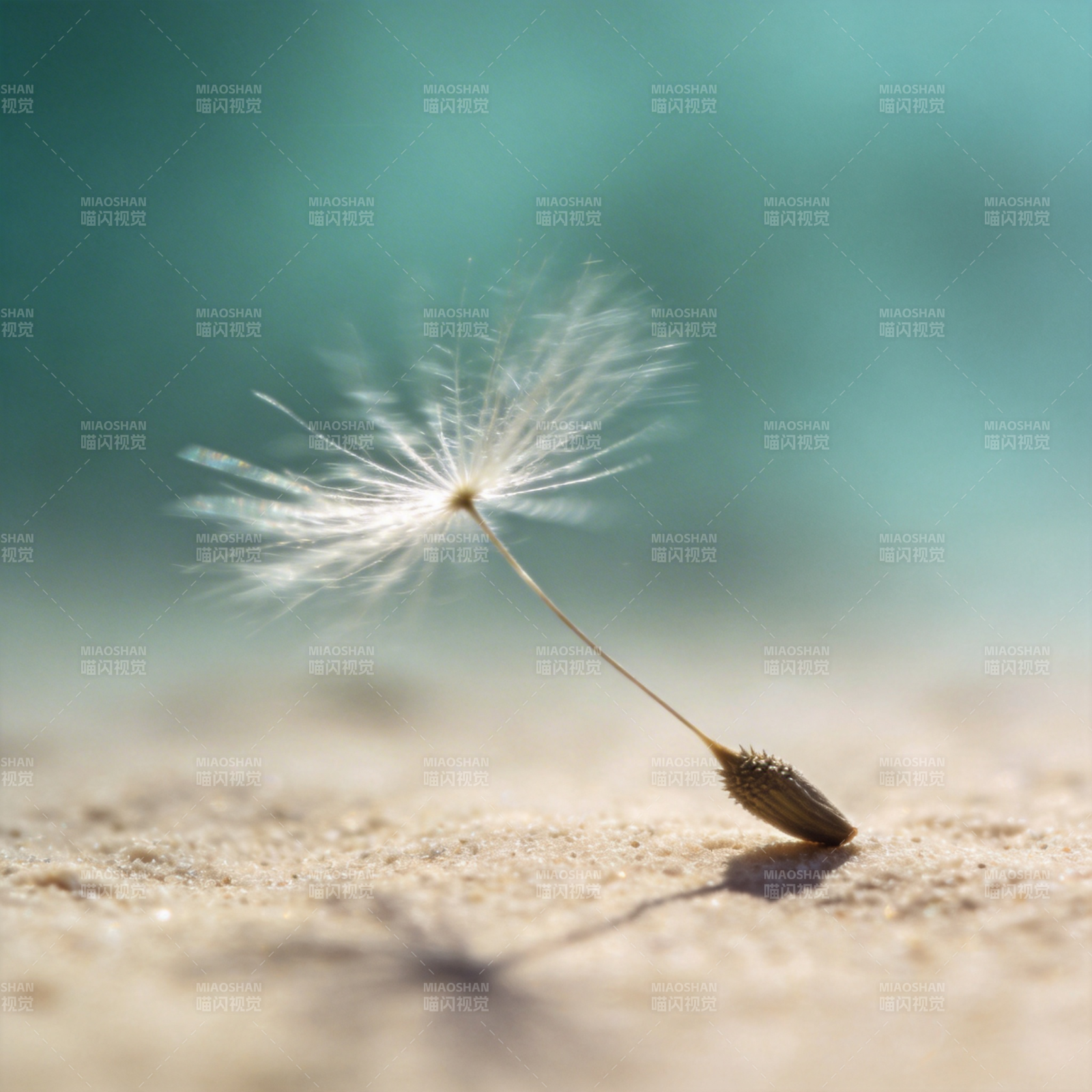 蒲公英种子飘落图片