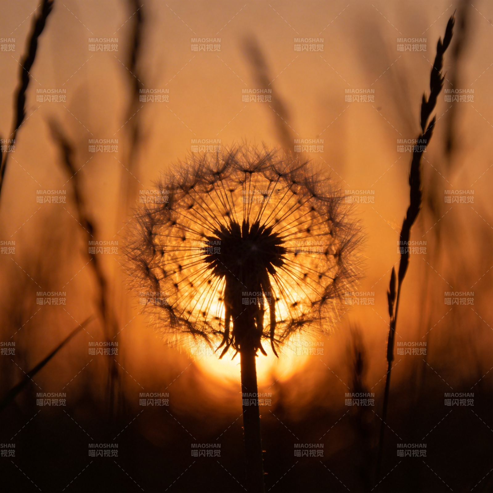 夕阳下的蒲公英图片