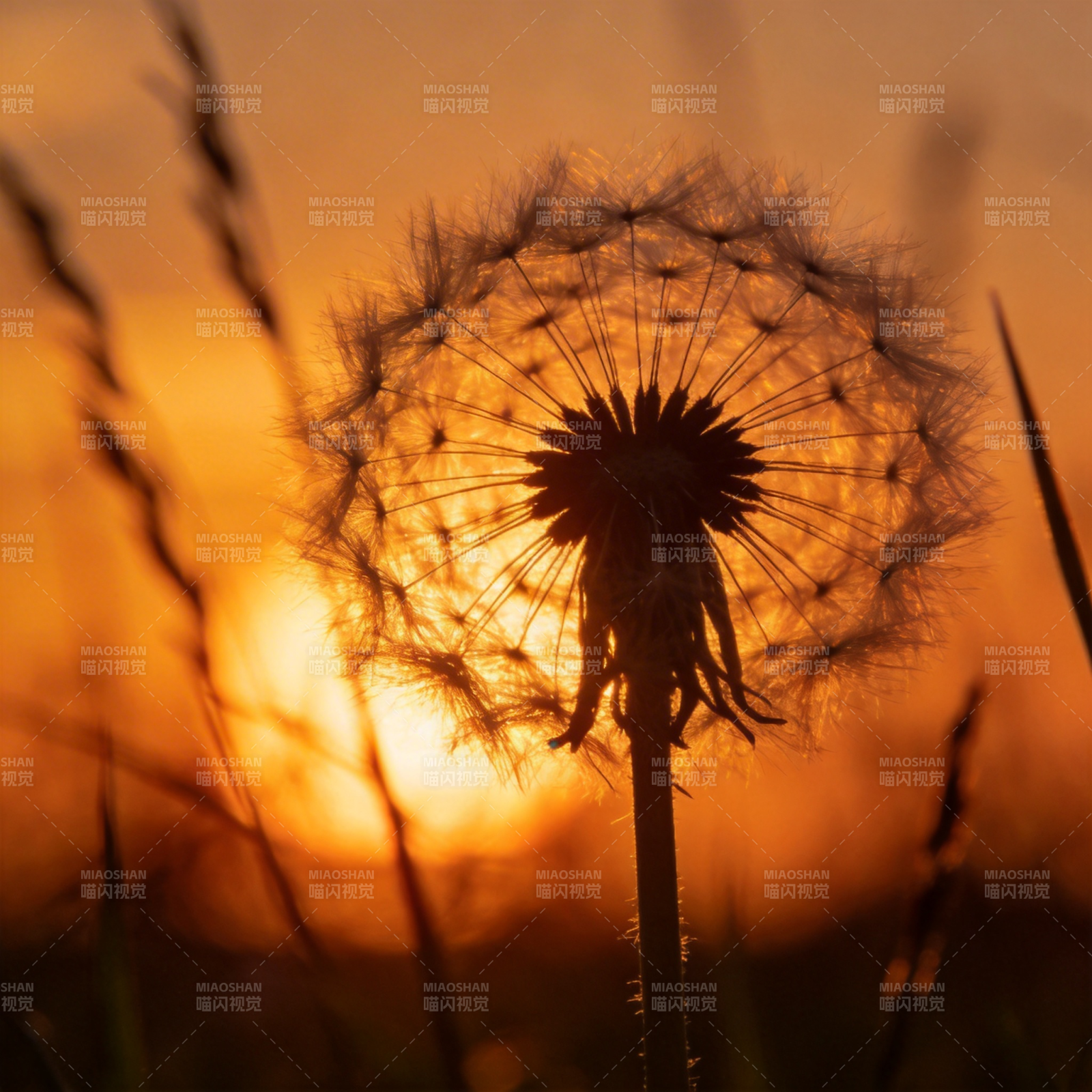 夕阳下的蒲公英图片