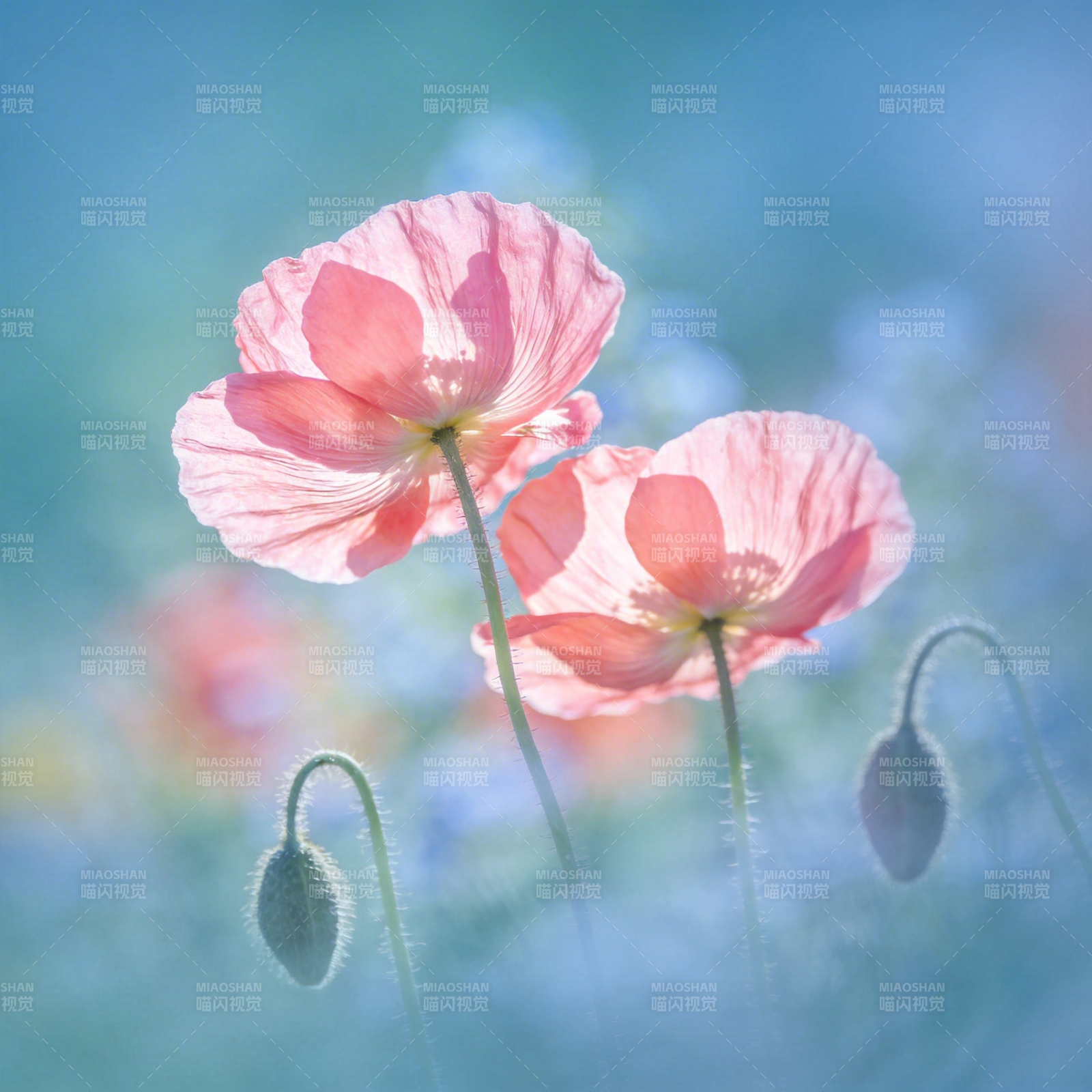 粉红罂粟花绽放图片