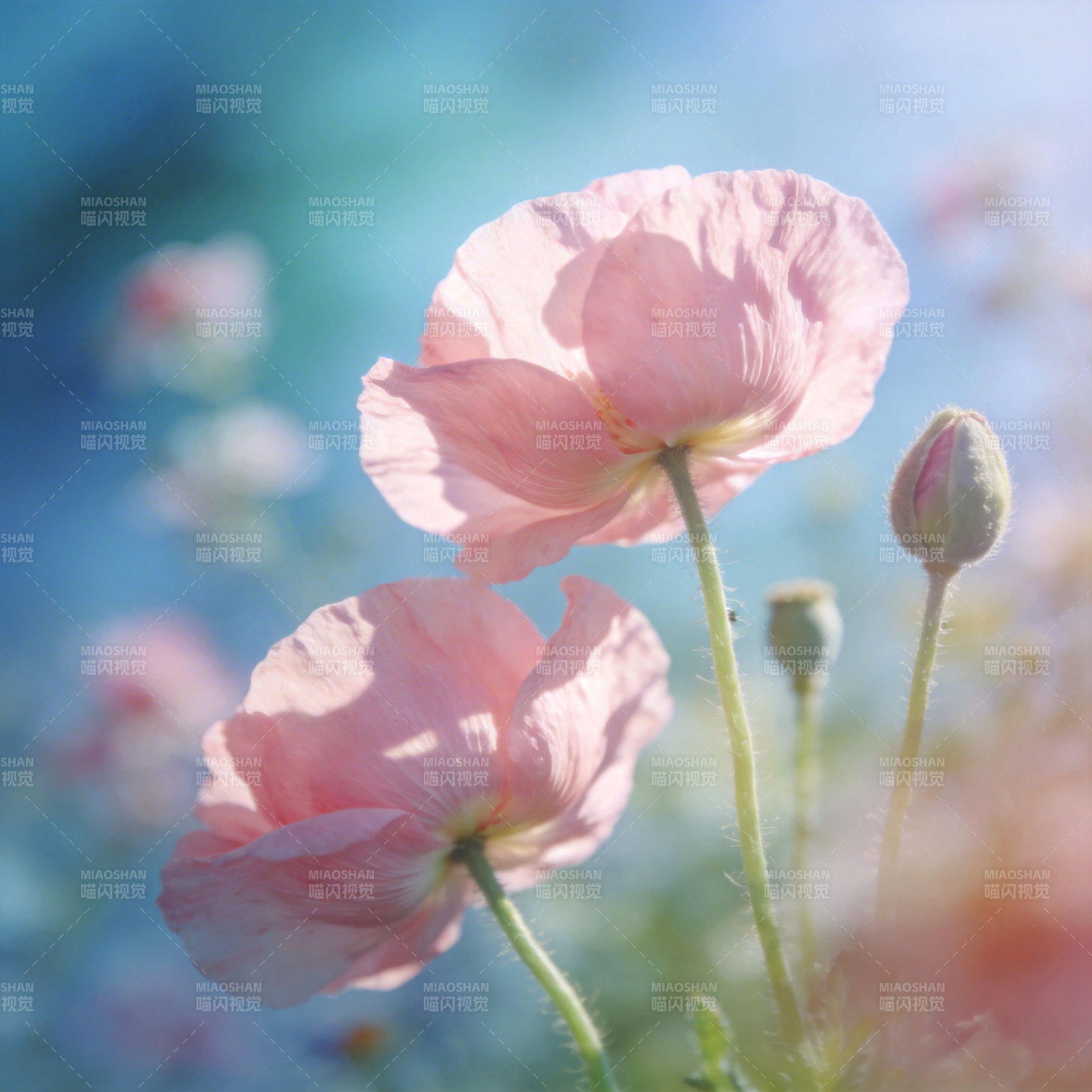 粉红罂粟花绽放图片