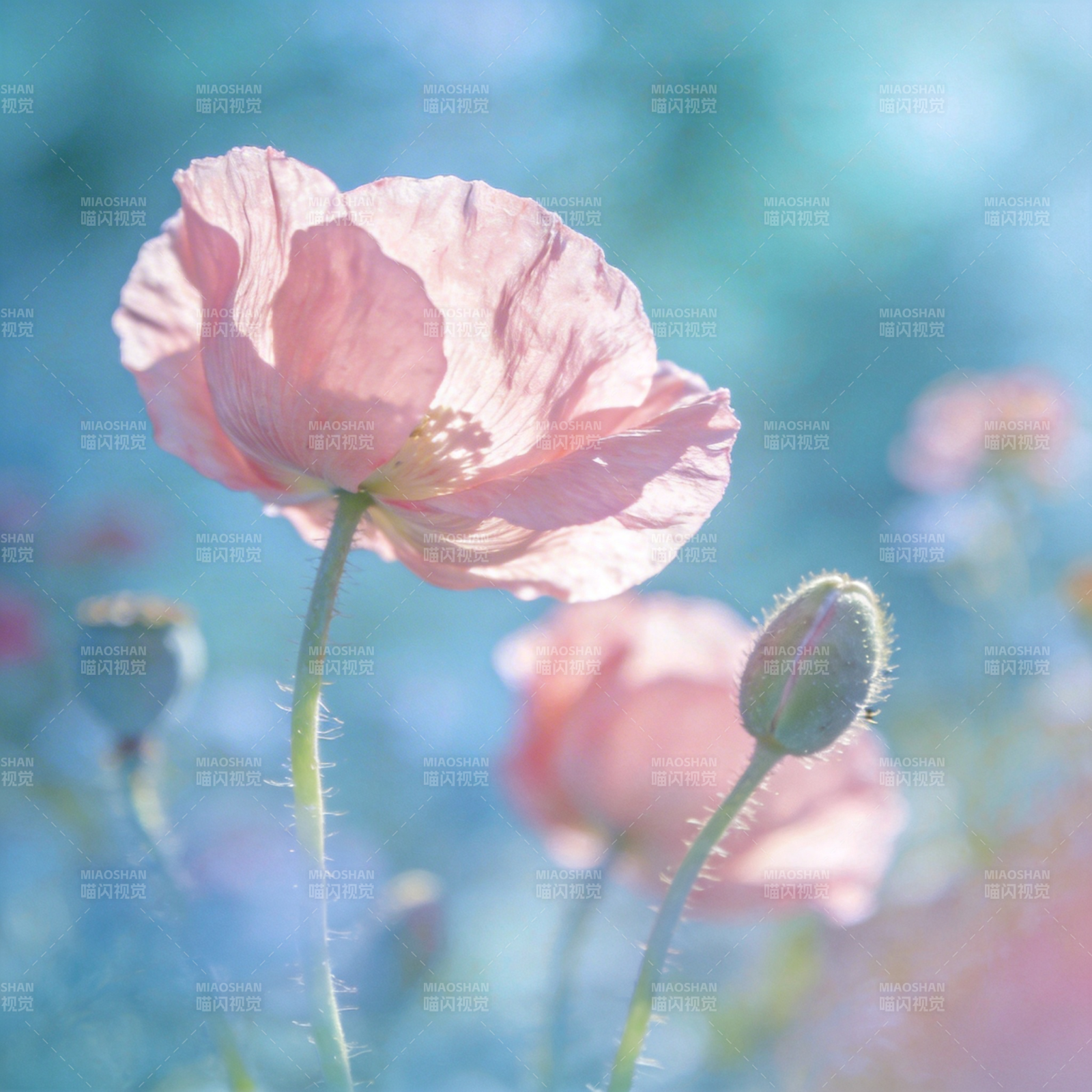 粉红罂粟花绽放图片