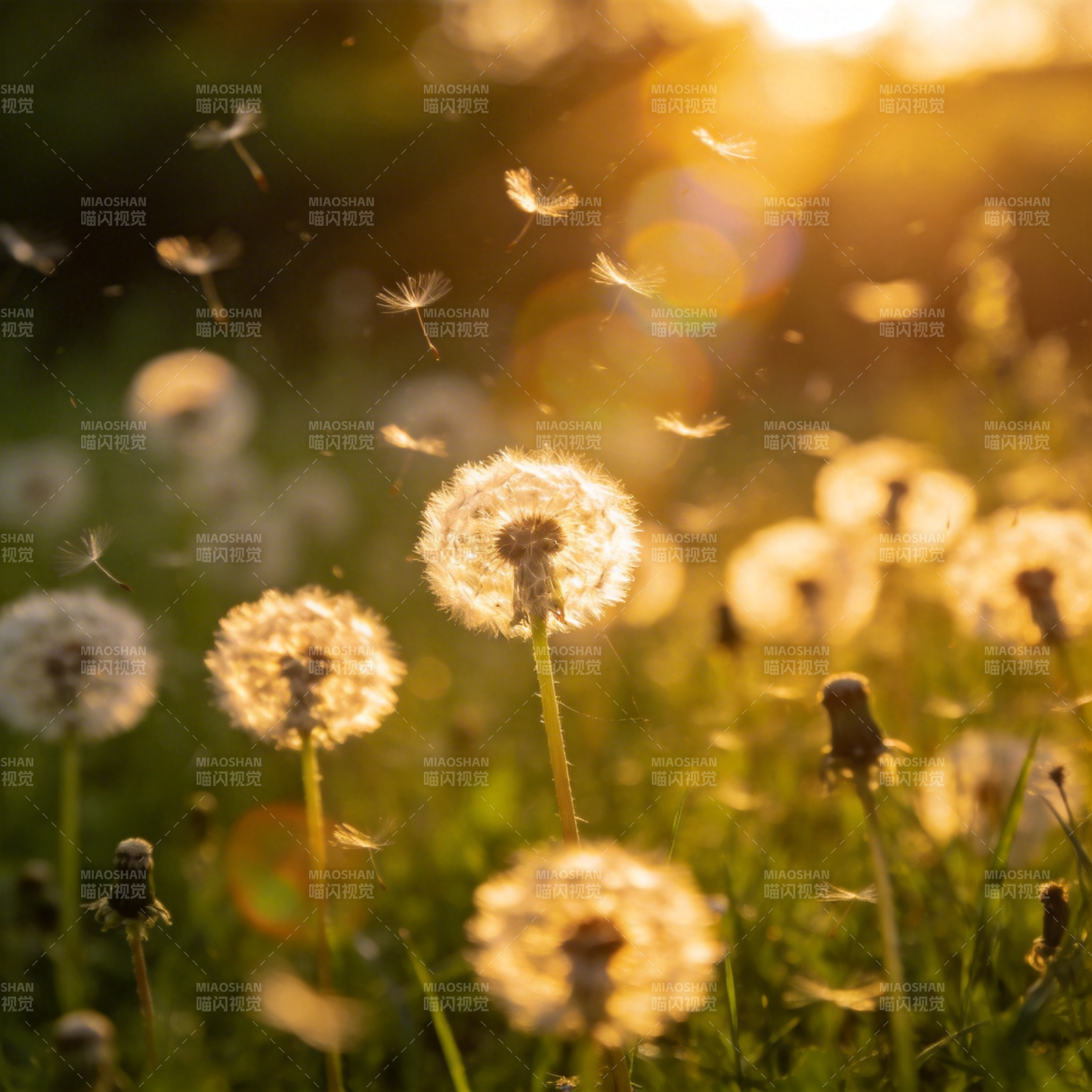 蒲公英的金色时光图片