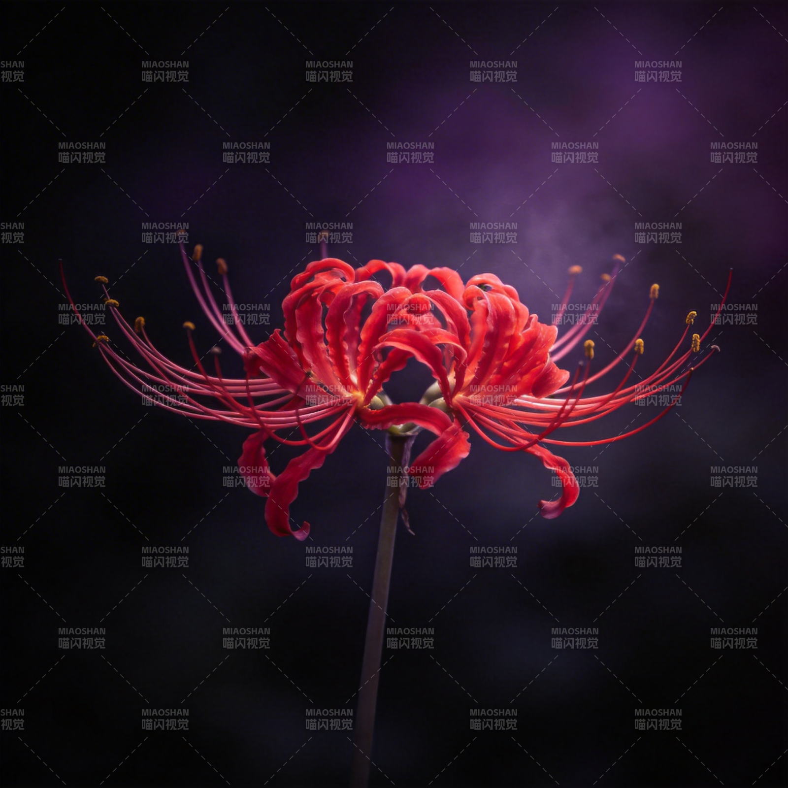 彼岸花绽放图片