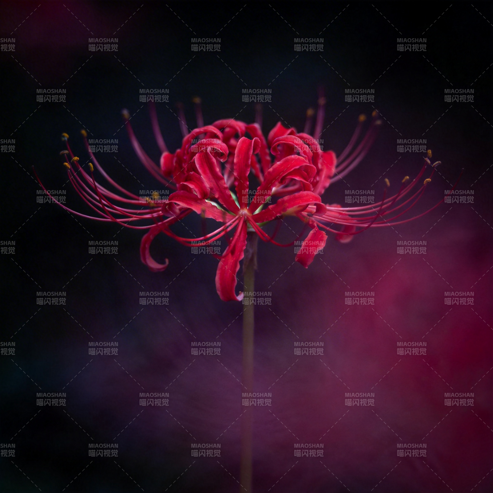 彼岸花绽放图片