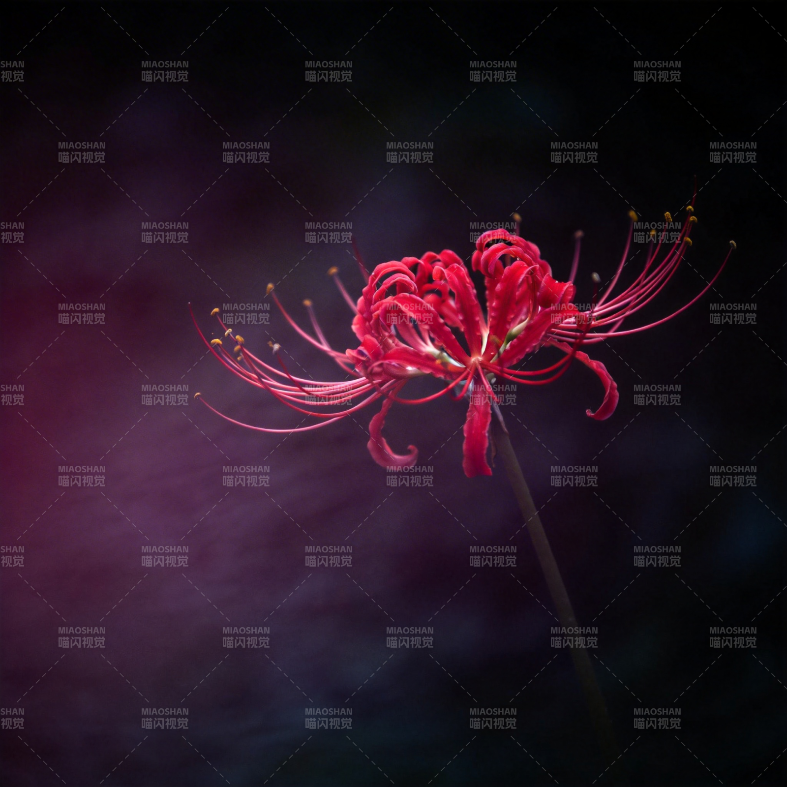 彼岸花绽放图片