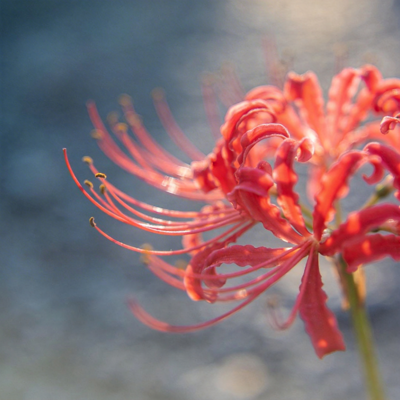 彼岸花绽放图片