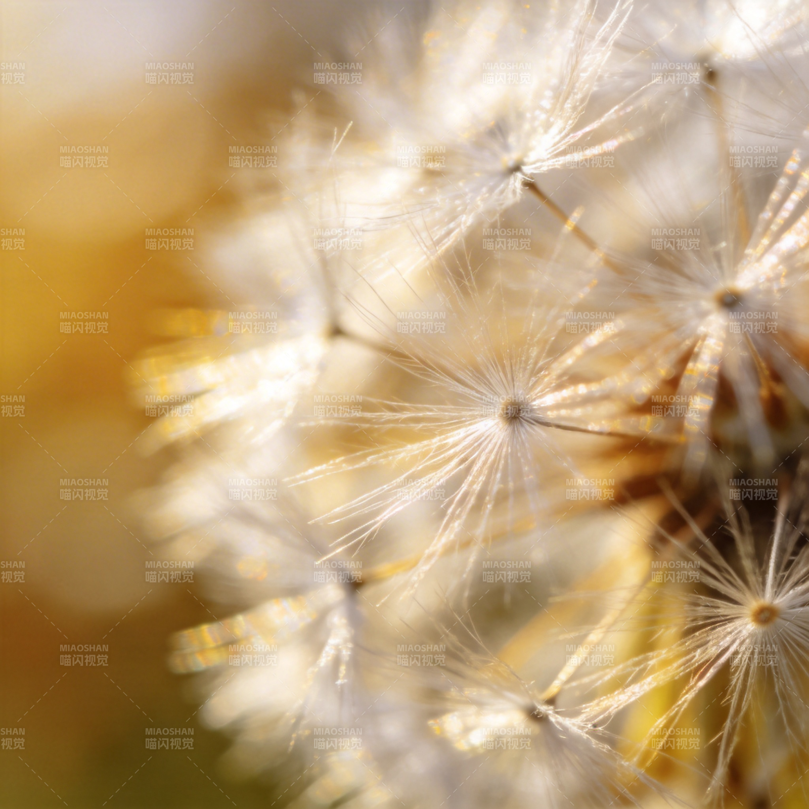 蒲公英的轻盈飘散图片