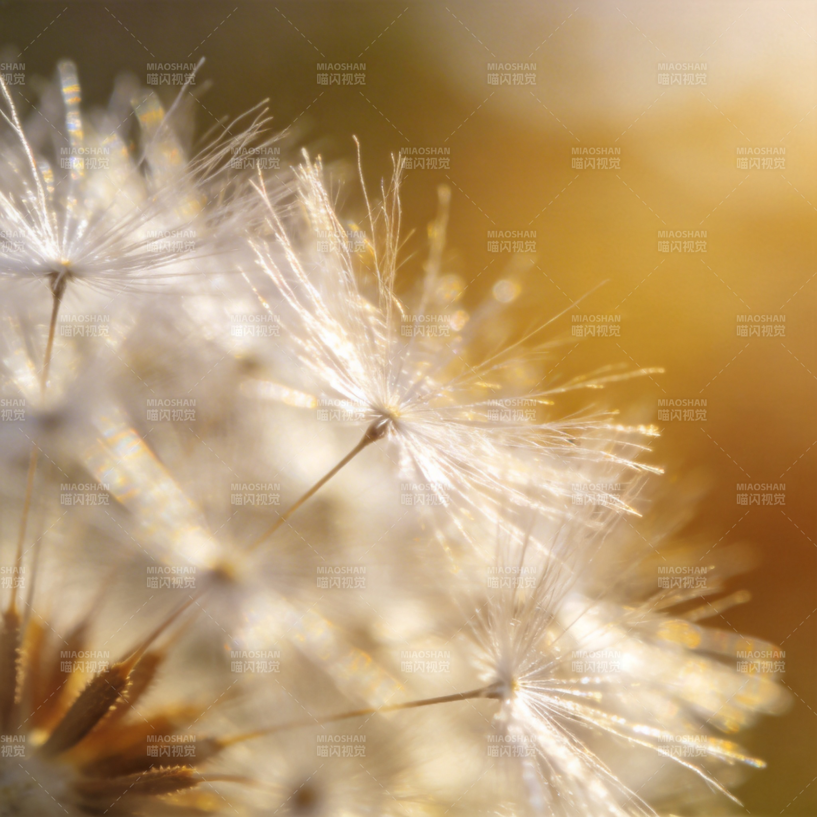 蒲公英的轻盈时光图片