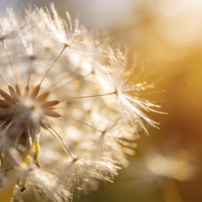蒲公英的轻盈飘舞图片