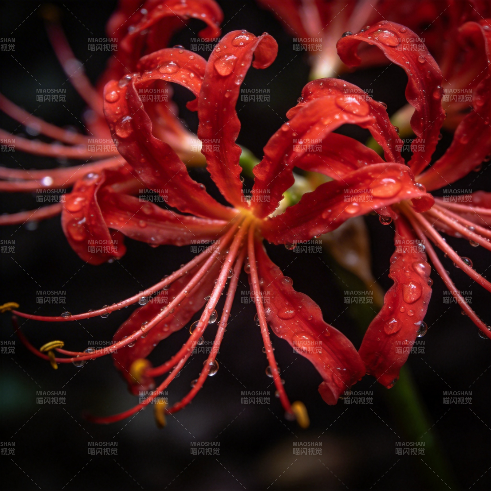 红花滴露图片