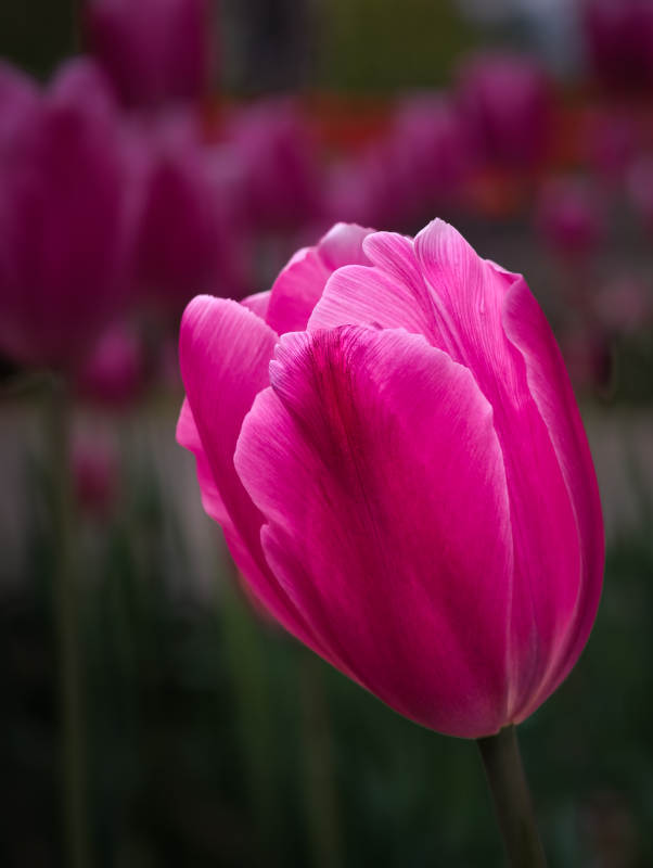 粉红郁金香绽放图片