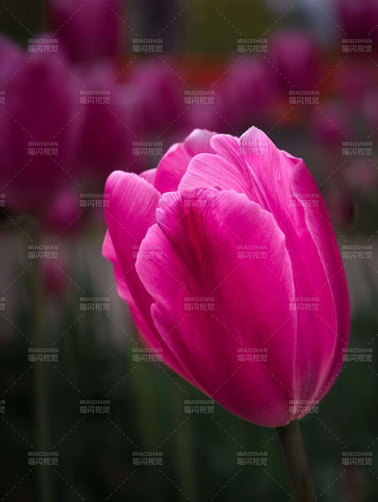 粉红郁金香绽放图片