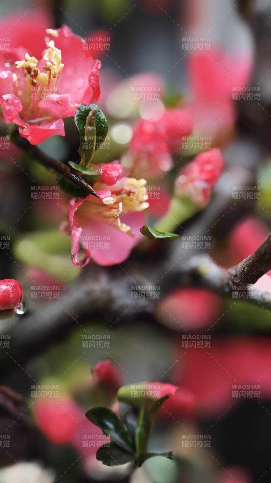 海棠花绽放枝头图片