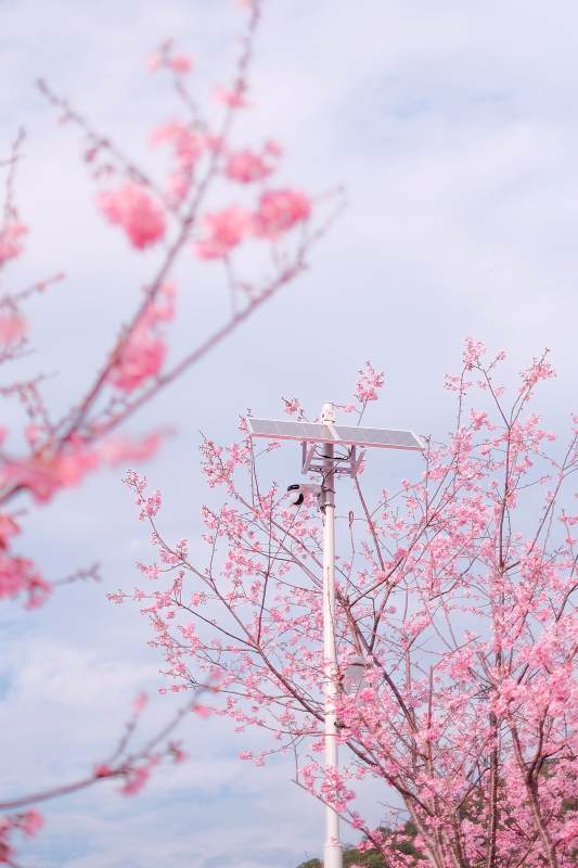 樱花与太阳能灯图片
