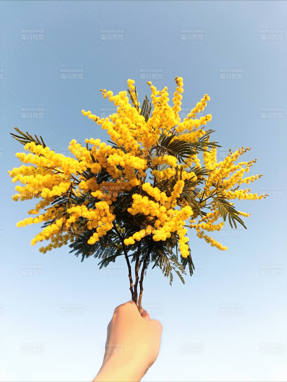 手捧金黄花束图片