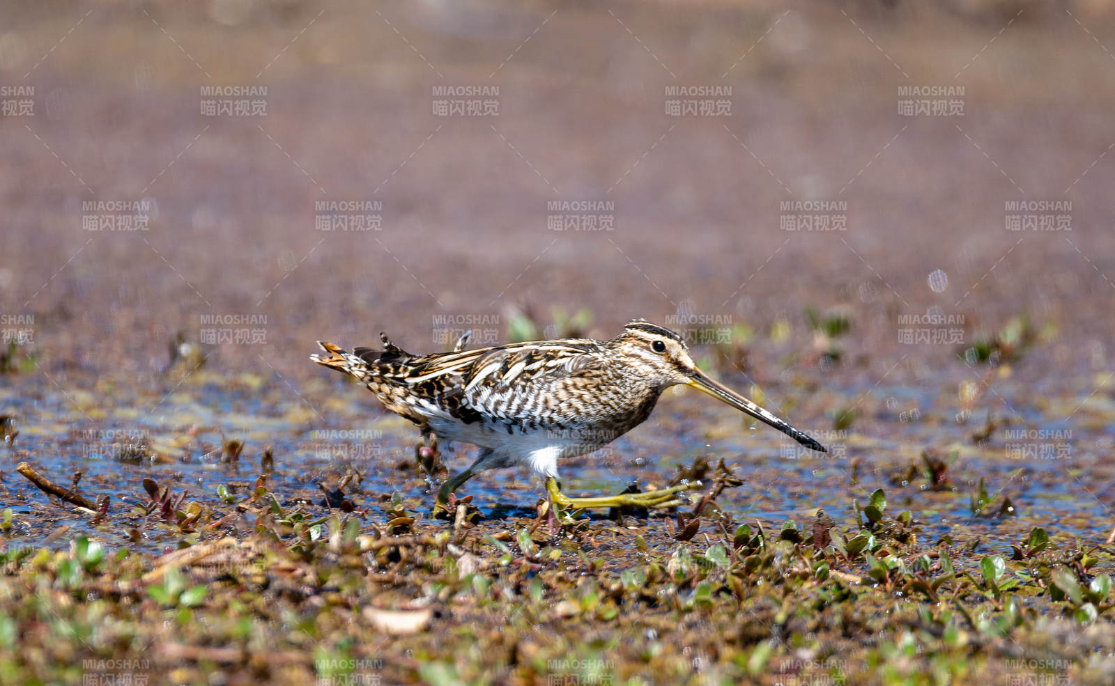 鹬鸟湿地觅食图片