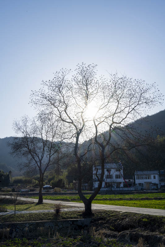 冬日树影山居图片