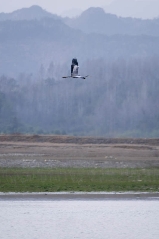 飞鸟掠湖面图片