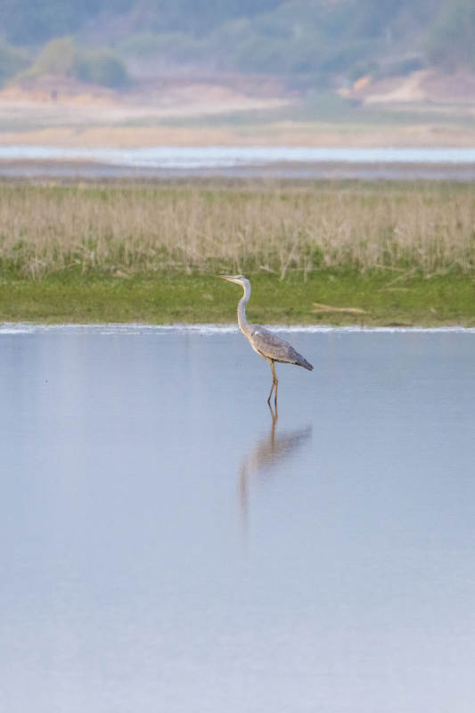苍鹭静立水中央图片