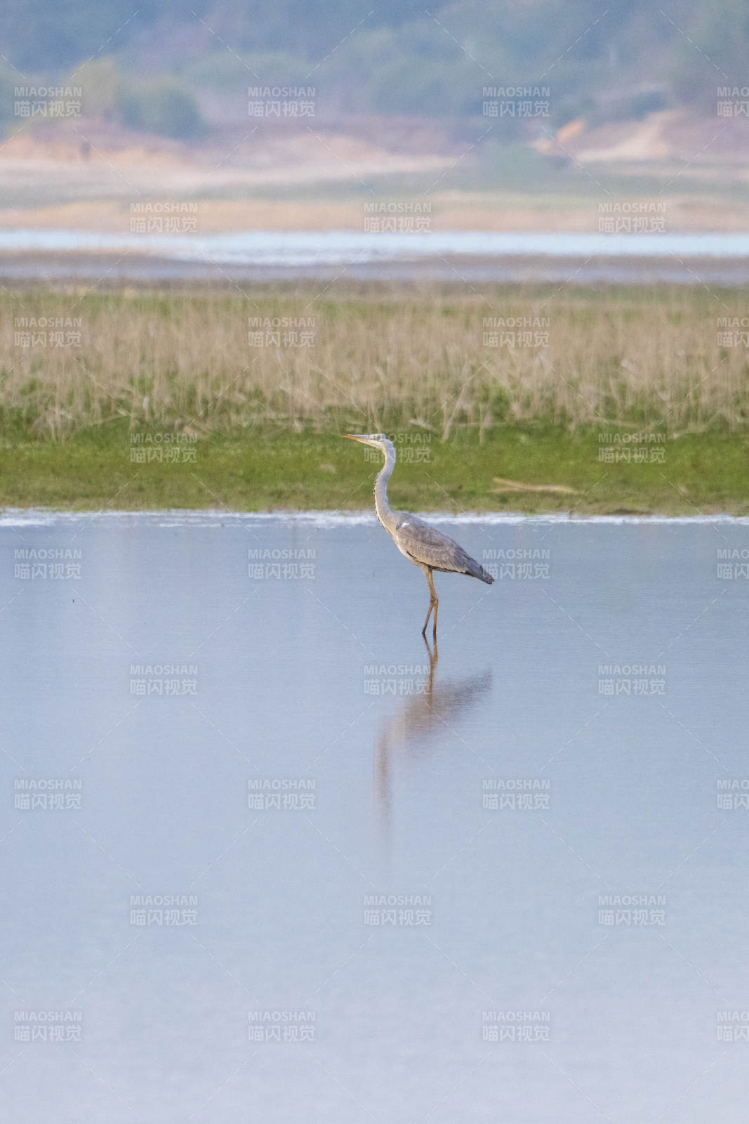 苍鹭静立水中央图片