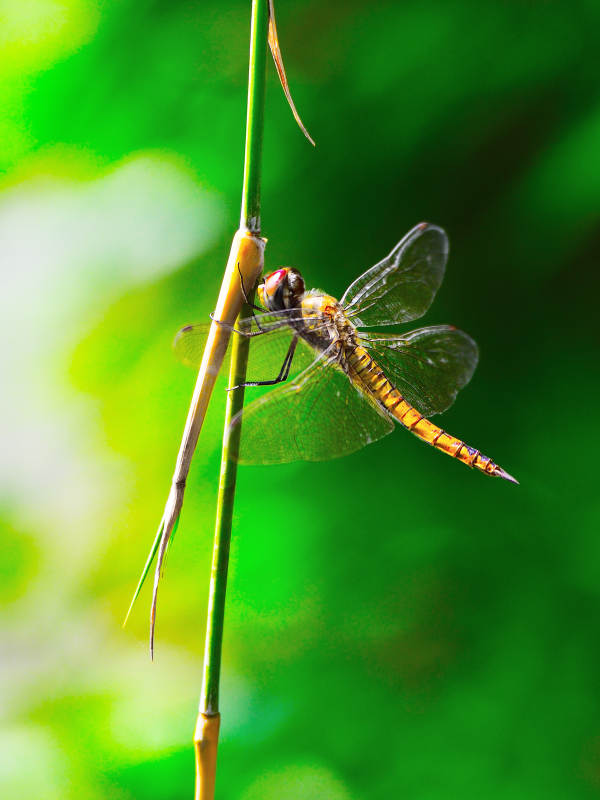 阳光下的蜻蜓栖息在枝头上图片