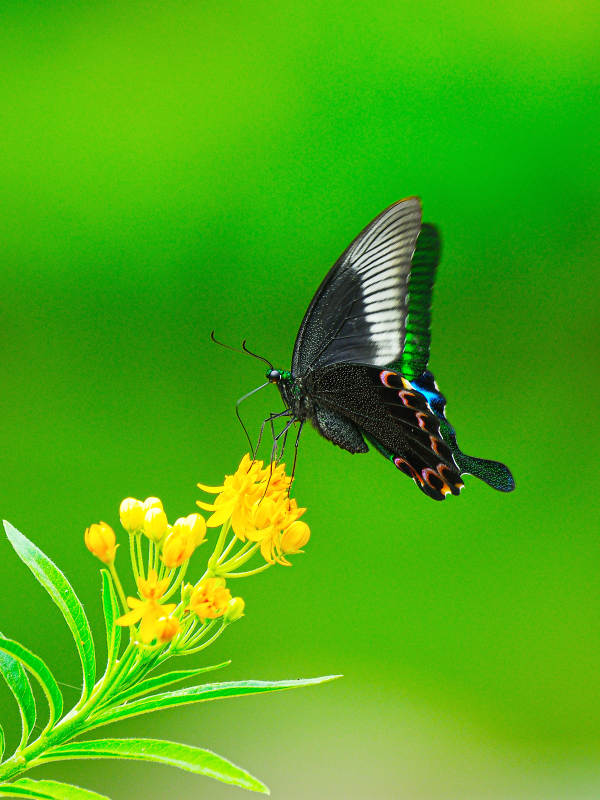 蝴蝶与花朵的美丽邂逅图片