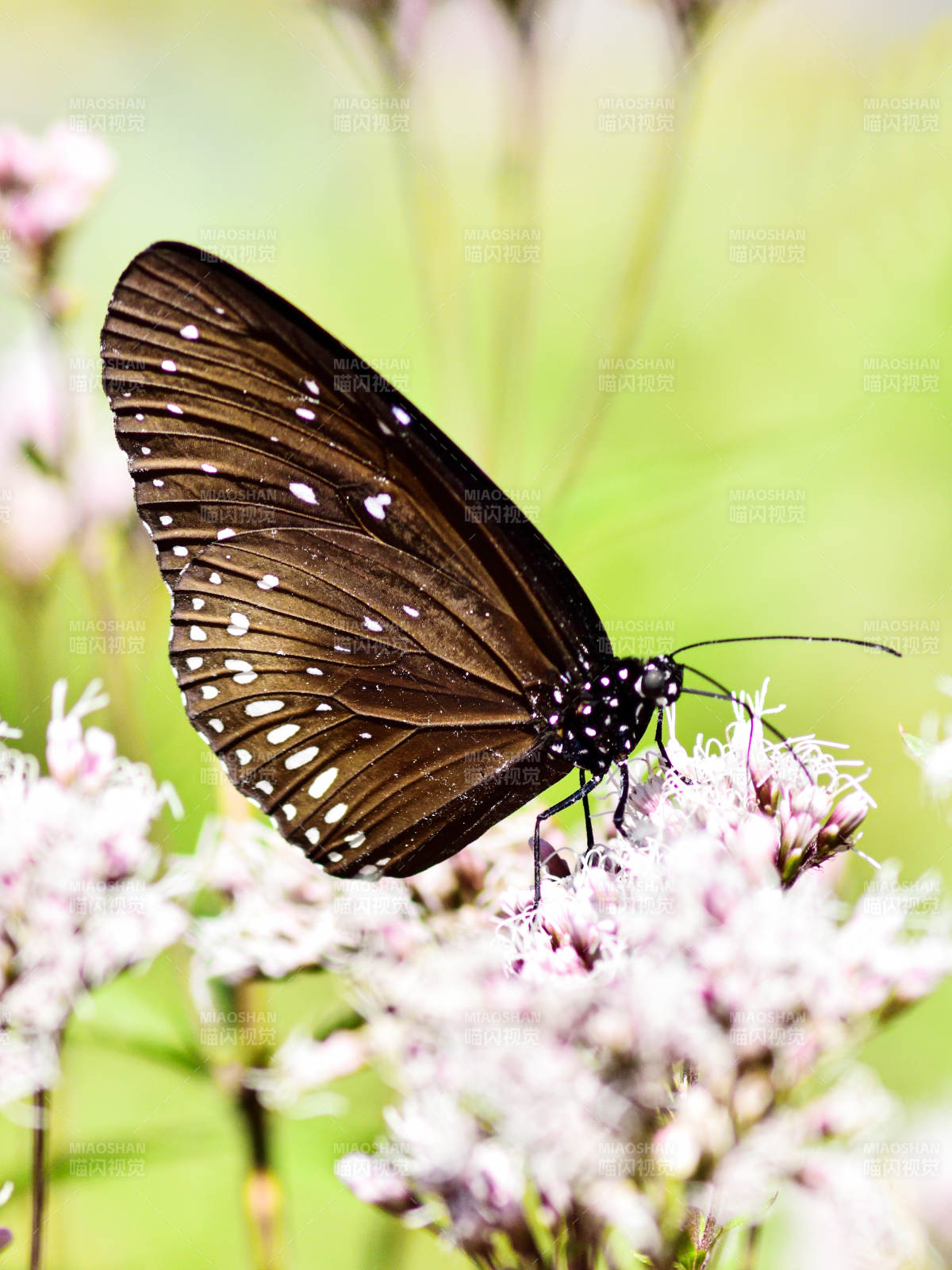 黑脉金斑蝶与粉红色花朵图片