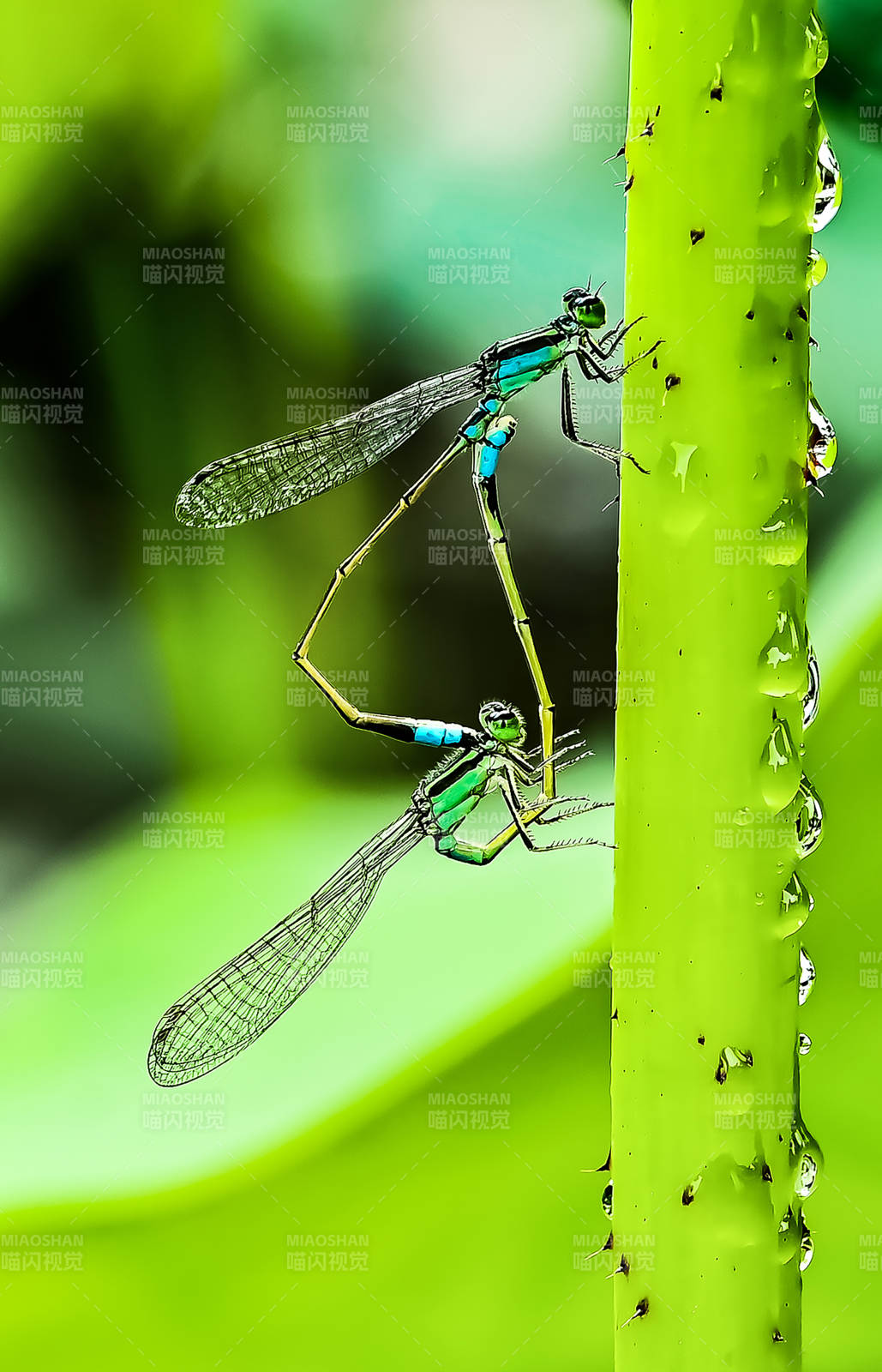蜻蜓交配瞬间图片