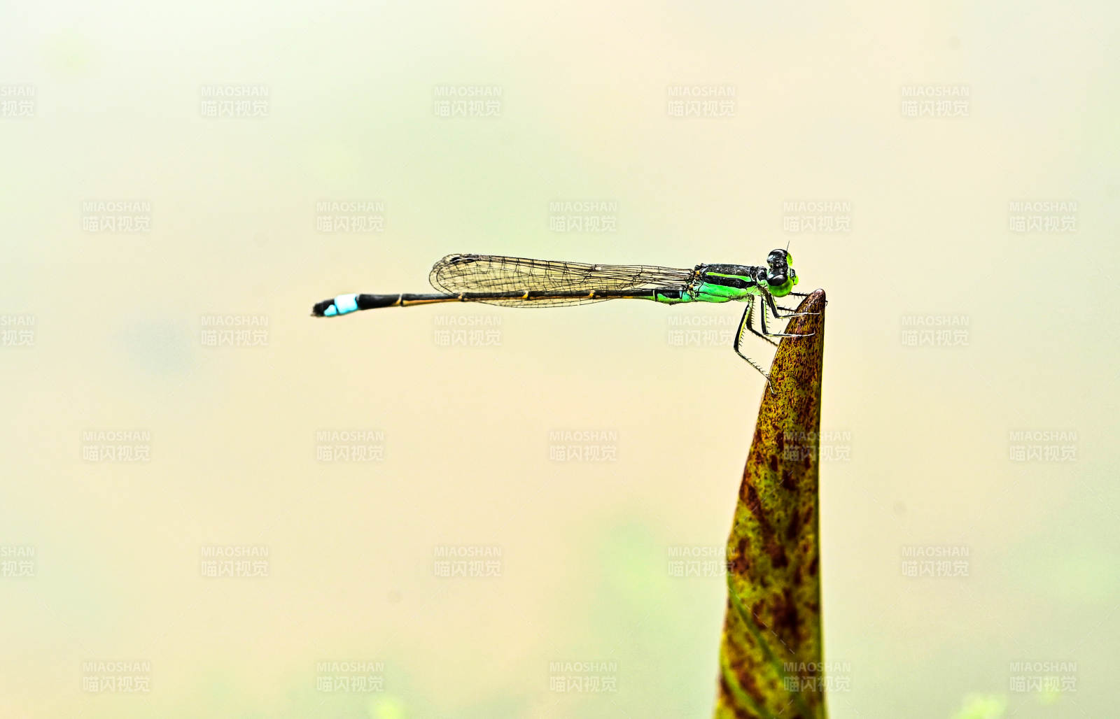 蜻蜓栖息叶尖上图片