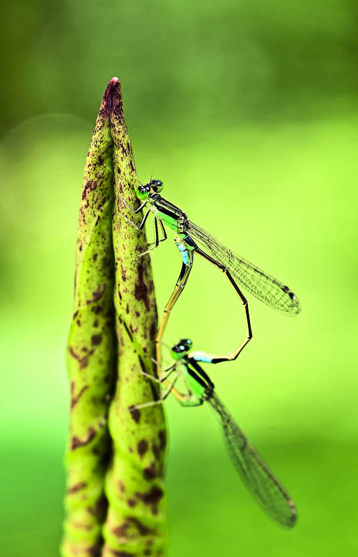 蜻蜓交配瞬间图片