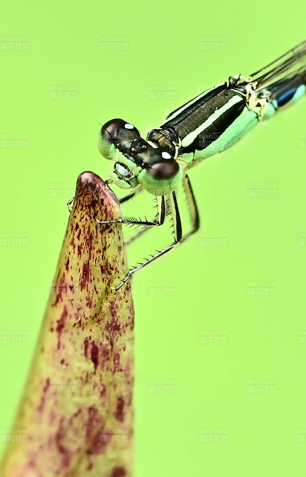 蜻蜓栖息叶尖特写图片