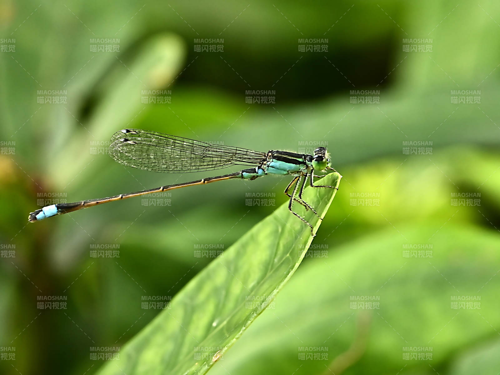 蓝蜻蜓栖息叶尖上图片