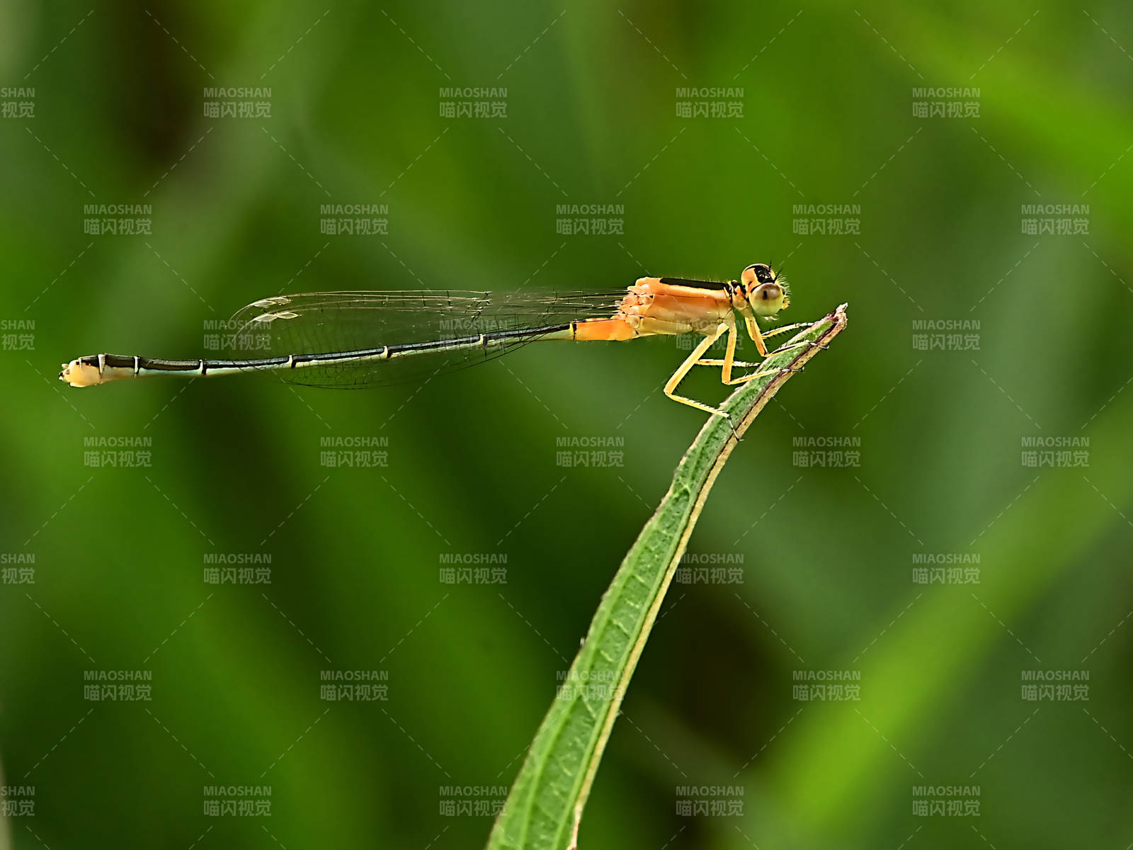 蜻蜓栖息在叶尖上图片