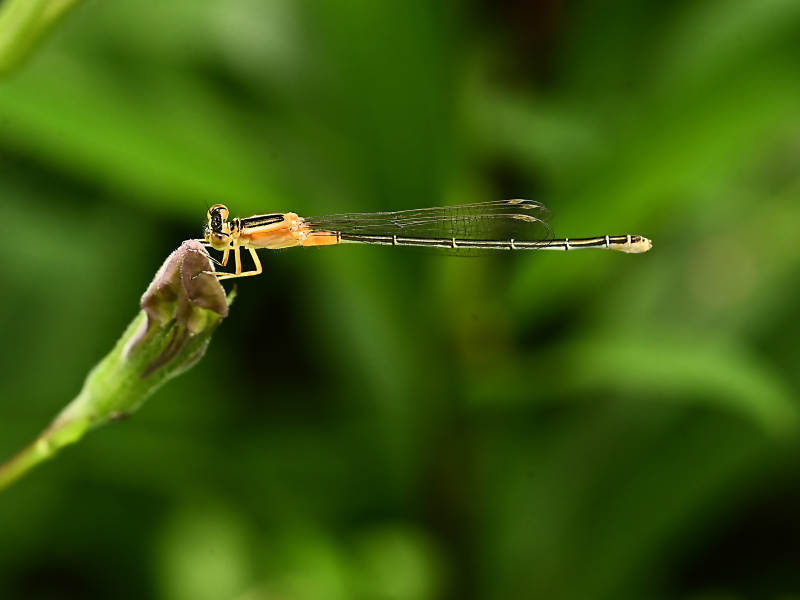 蜻蜓栖息在花蕾上图片
