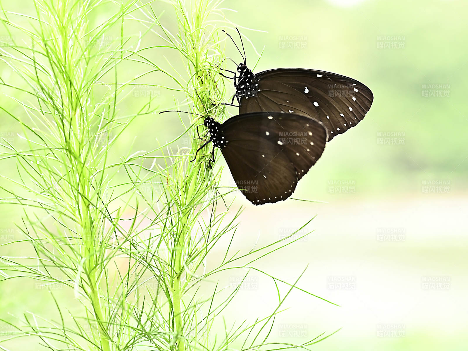 双蝶共舞在绿植间图片