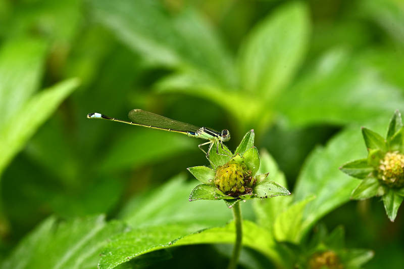 蜻蜓停在花蕊上图片