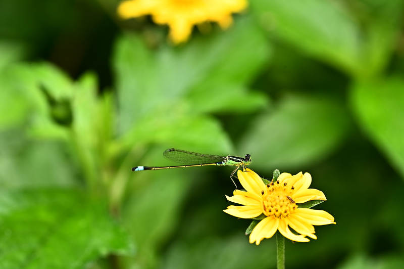 蜻蜓停歇在黄色菊花上图片