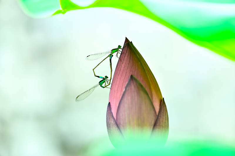 蜻蜓栖息在荷花花苞上图片