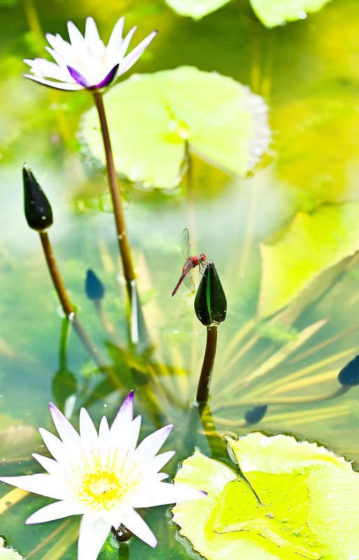 蜻蜓停在睡莲花苞上图片