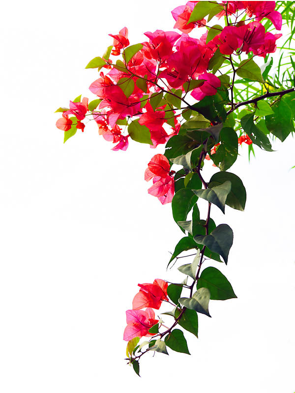 三角梅绽放枝头图片