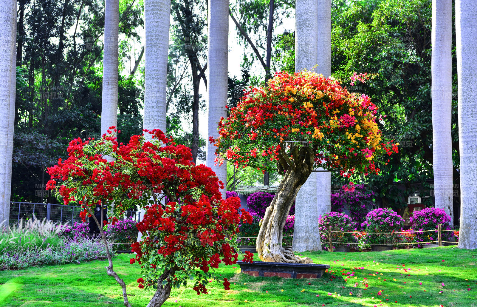阳光下盛放的多色三角梅图片