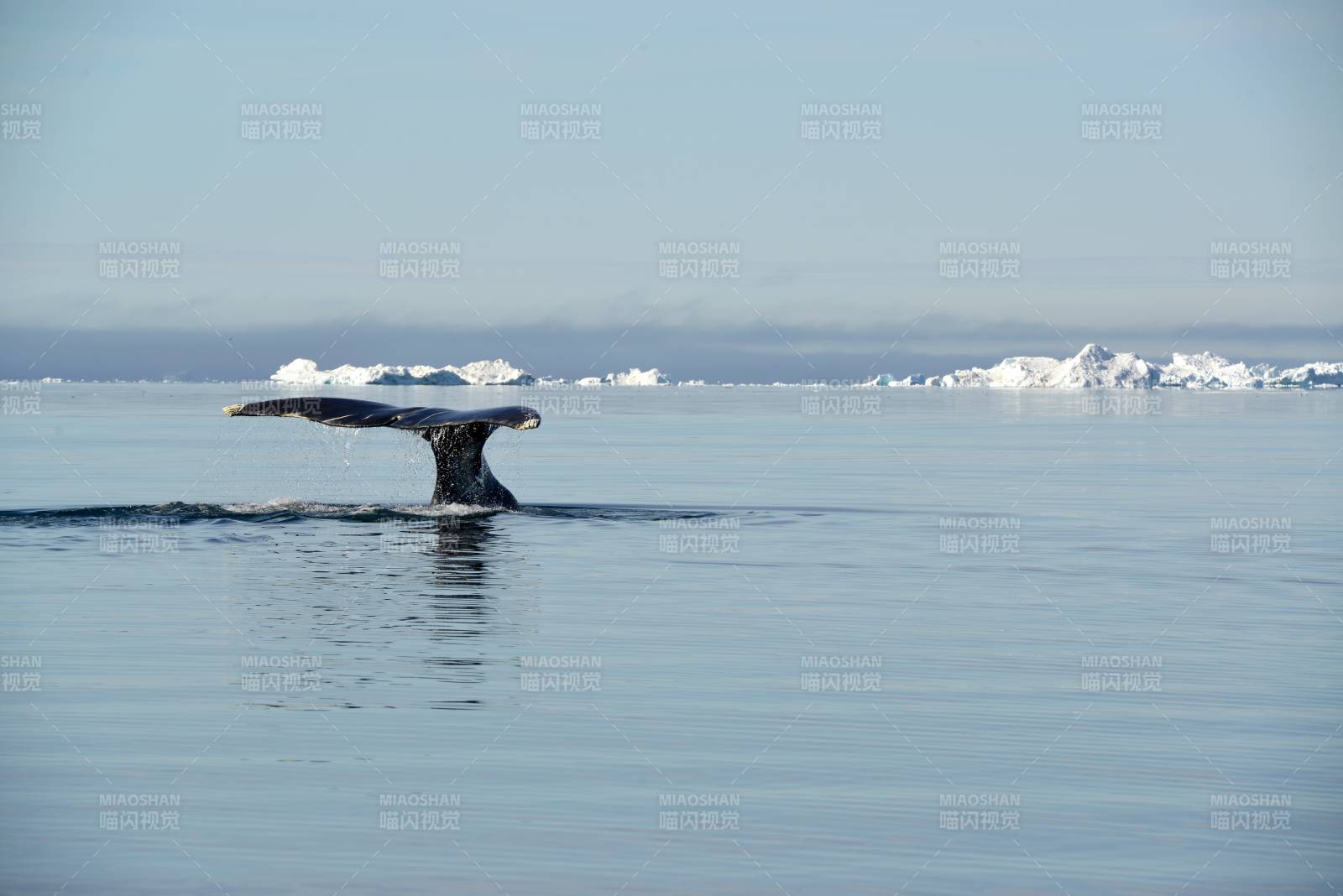 鲸尾跃出冰海图片