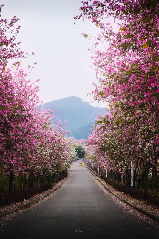 广州紫荆花大道春意浓图片