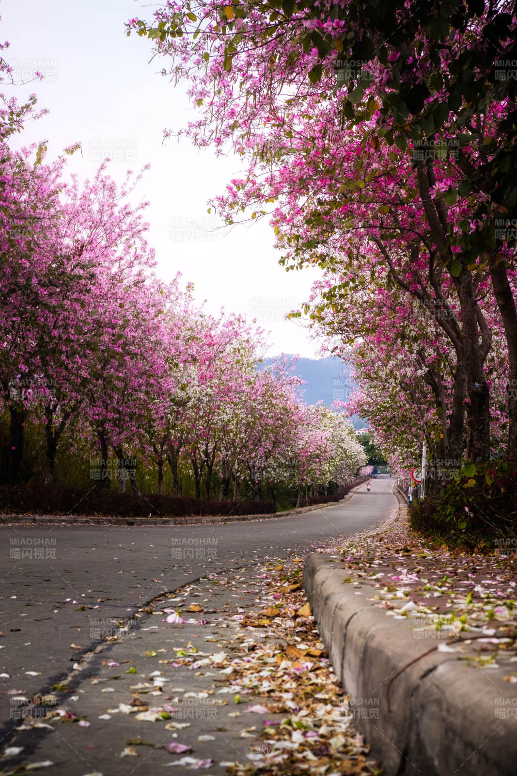 广州紫荆花大道图片