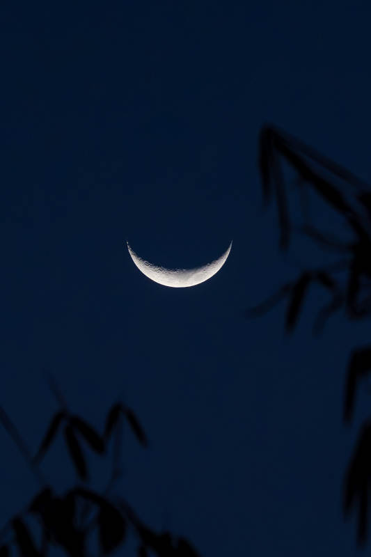 新月映竹影图片